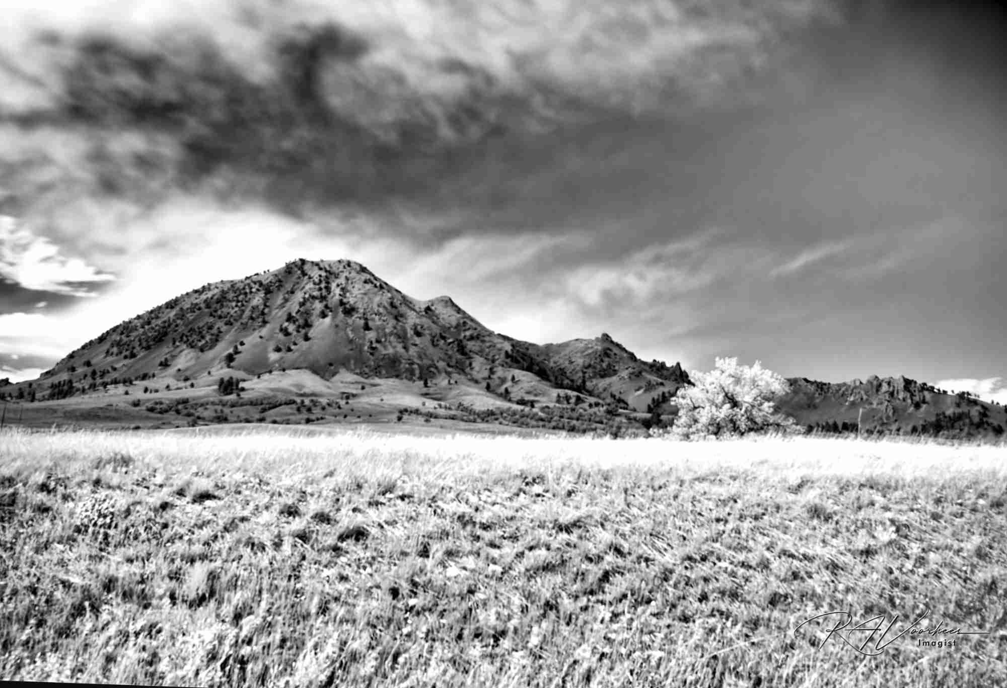 Bear Butte rising above prairie grass under heavy clouds, a lone cottonwood glowing white, in infrared